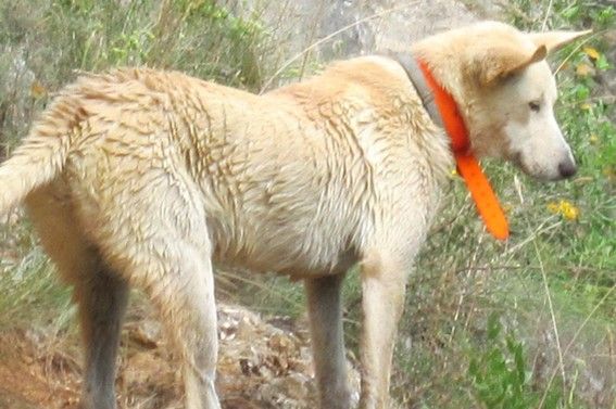 Hetta de Solemel