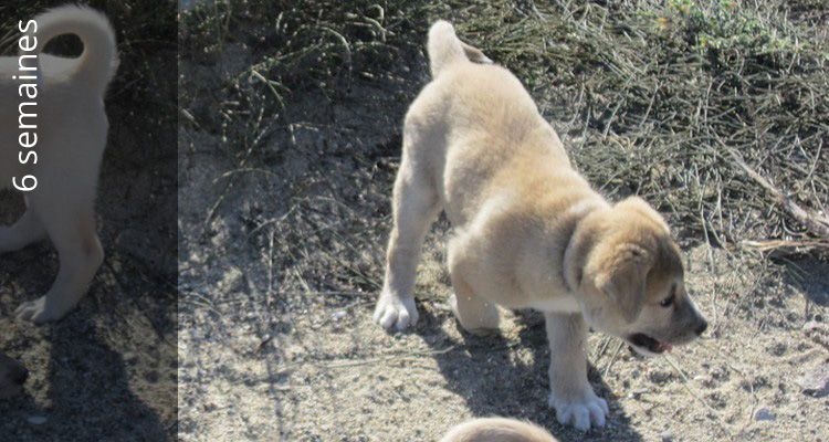 De La Lune Aux Sagnes - Canaan Dog - Portée née le 04/10/2015